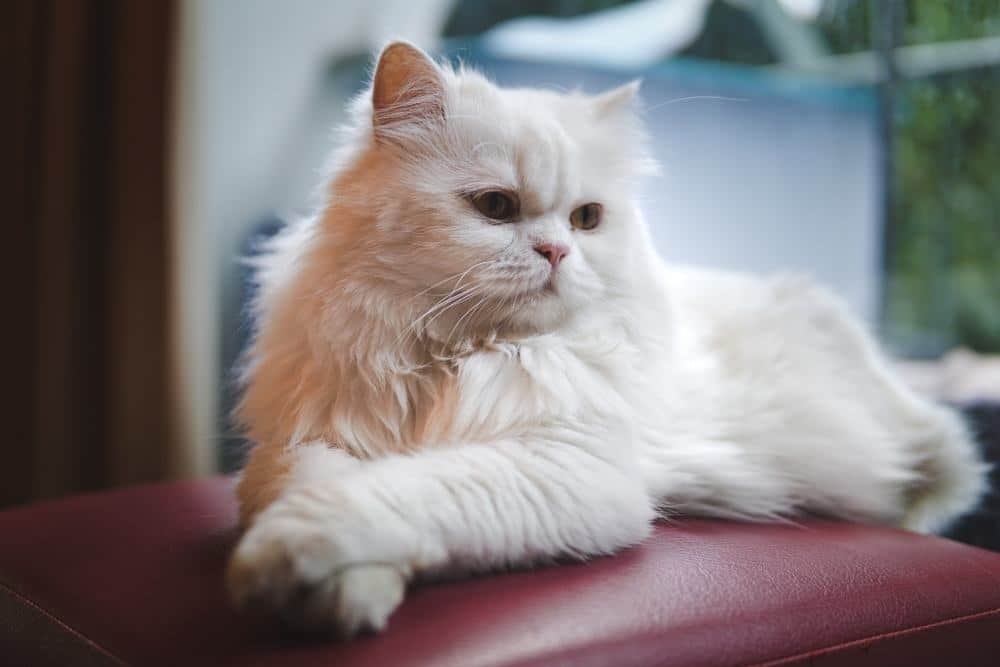 Persian cat looking out the window