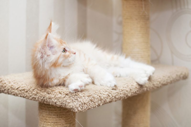 Polydactyl Maine Coon Cat