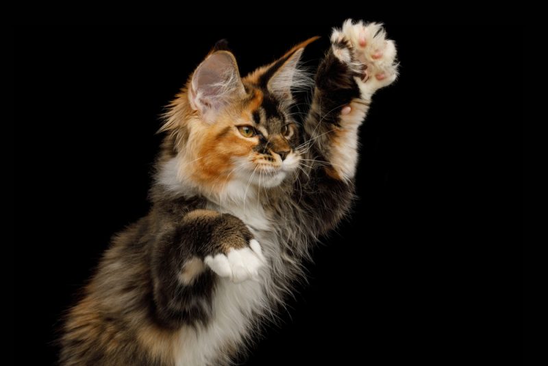 Portrait of Playful Red Maine Coon Cat catching toy his polydactyl paws