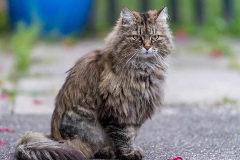 Ragamuffin Cat sitting outside