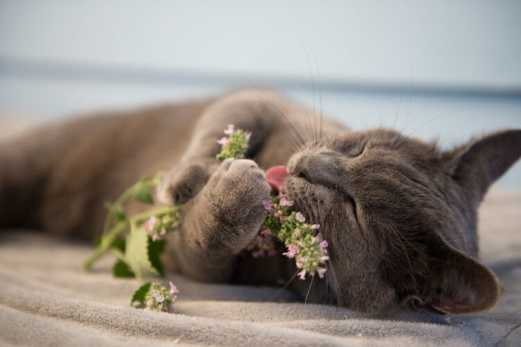 cat enjoying cat nip