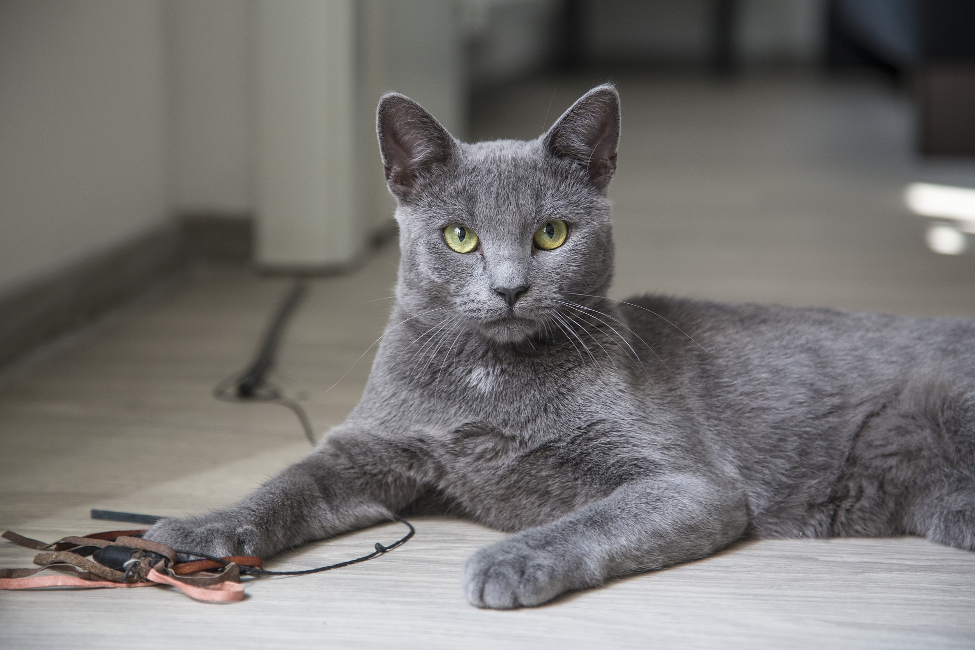 Russian blue cat playing with a toy while staring at the camera