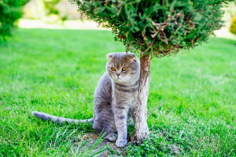 scottish fold hiding under a plant outdoors