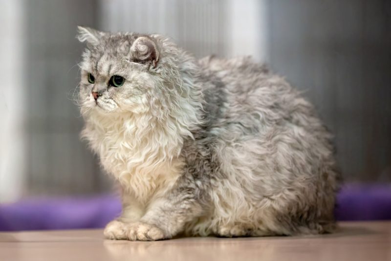 Selkirk-Rex-longhair-cat-sitting-on-the-floor