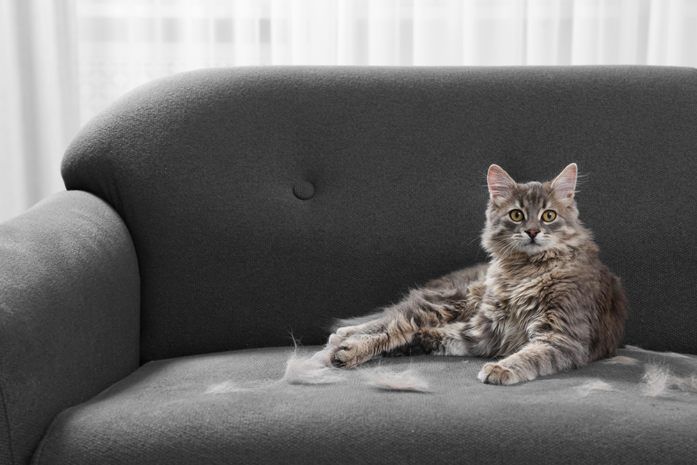 shedding cat lying on the gray sofa