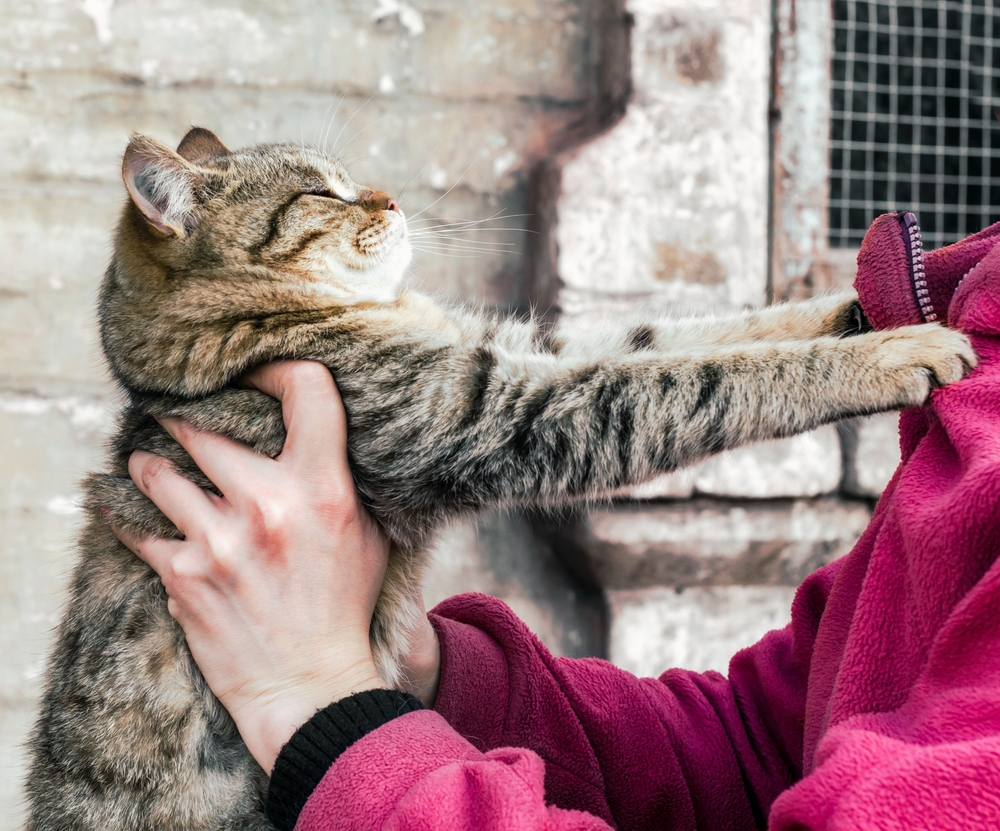 Cat pushing away owner clawing