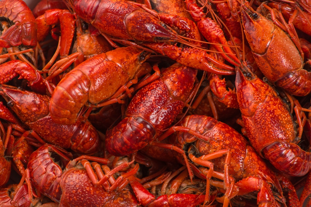 boiled big crawfish close up