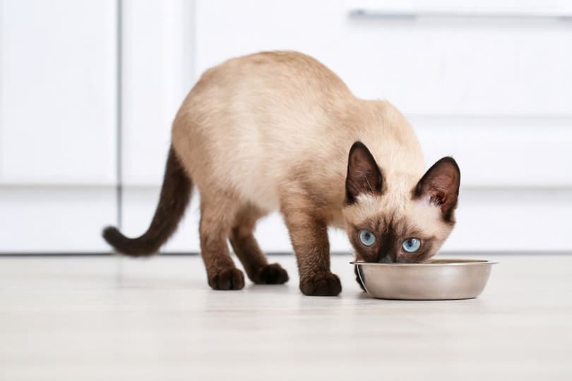 seal point siamese cat eating food from bowl at home