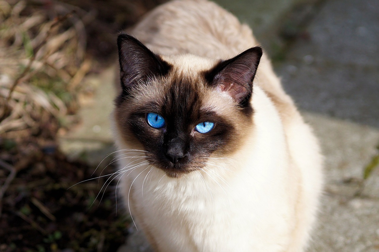 Siamese close up