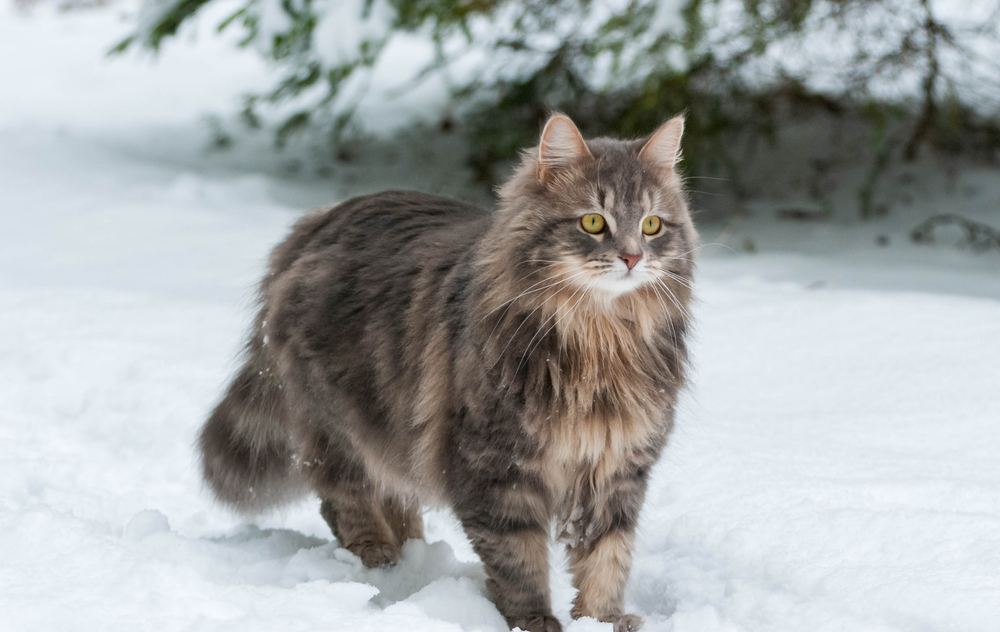 Siberian cat on a winter walk