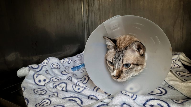 sick cat wearing cone inside the clinic