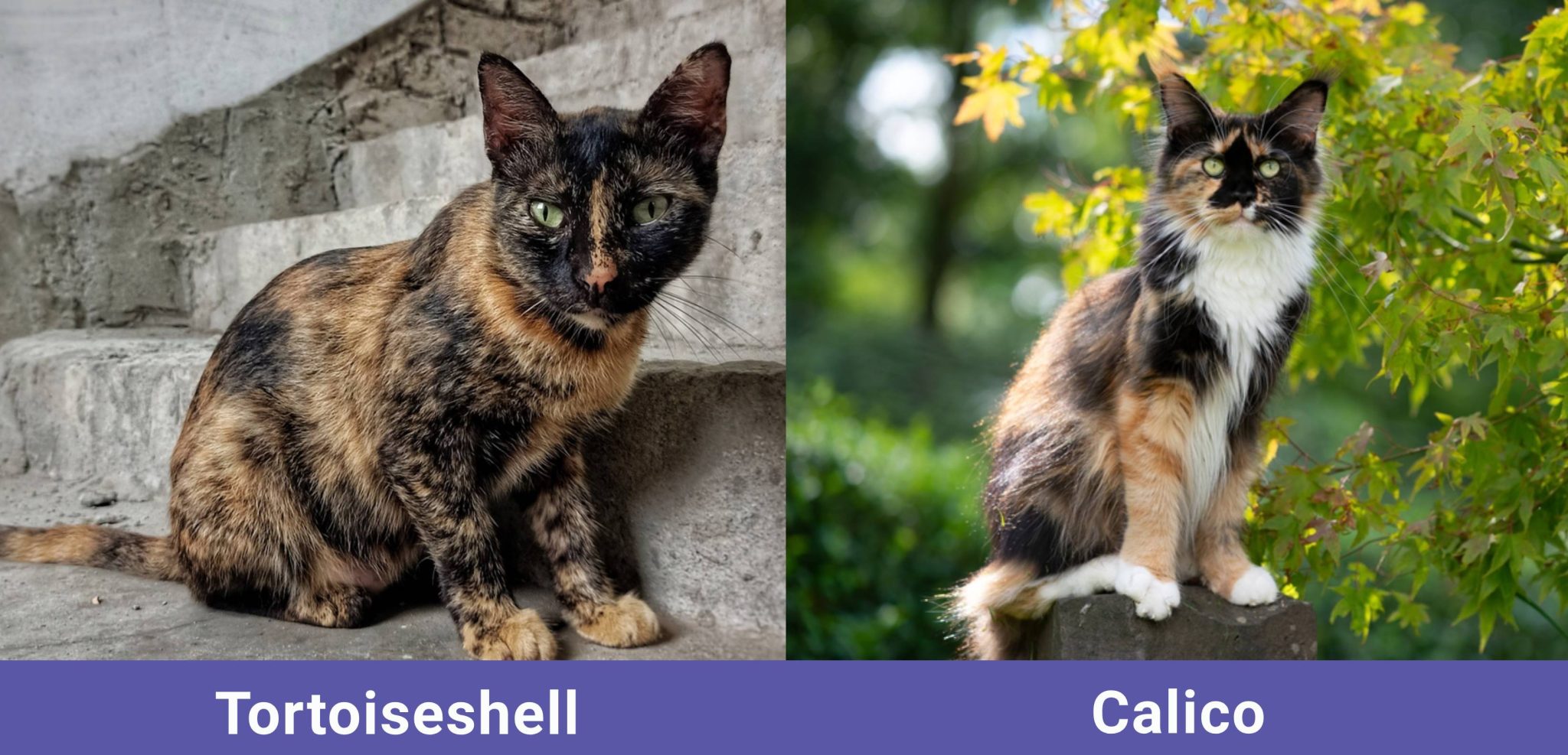 side by side Tortoiseshell VS Calico