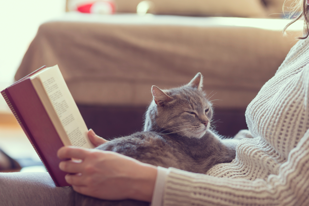 Soft cuddly tabby cat lying in its owner's lap enjoying and purring while the owner is reading a book