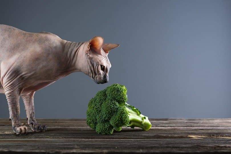 Sphynx cat eats broccoli