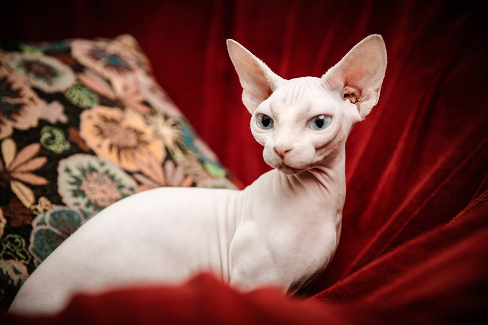 sphynx cat lying on a red fabric