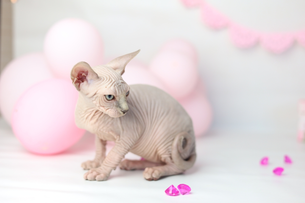 Sphynx cat. Funny kitten plaing with pink crystals