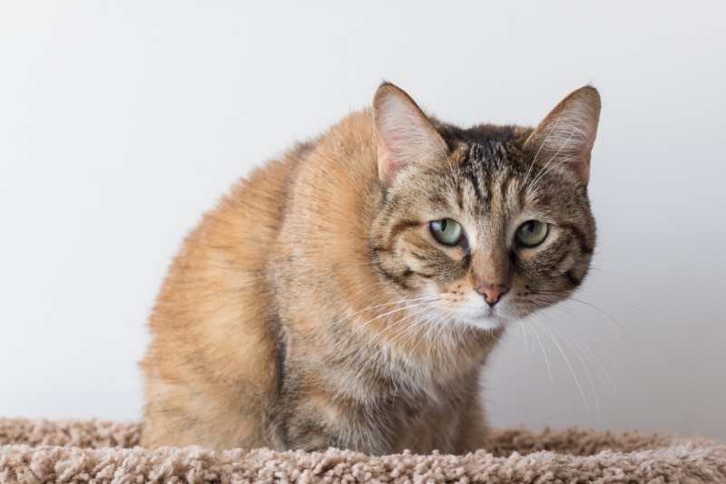 tabby cat crouching on cat bed