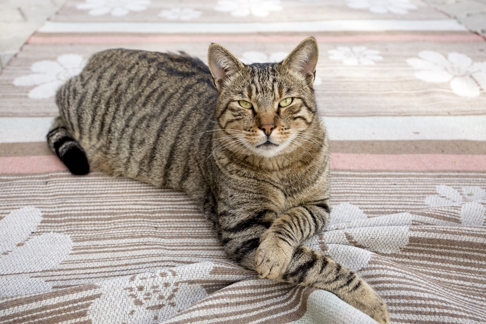 tabby-cat-resting-indoor