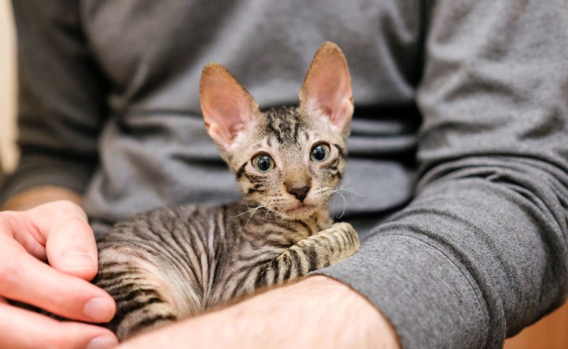 Tabby Cornish rex kitten sitting on owners lap