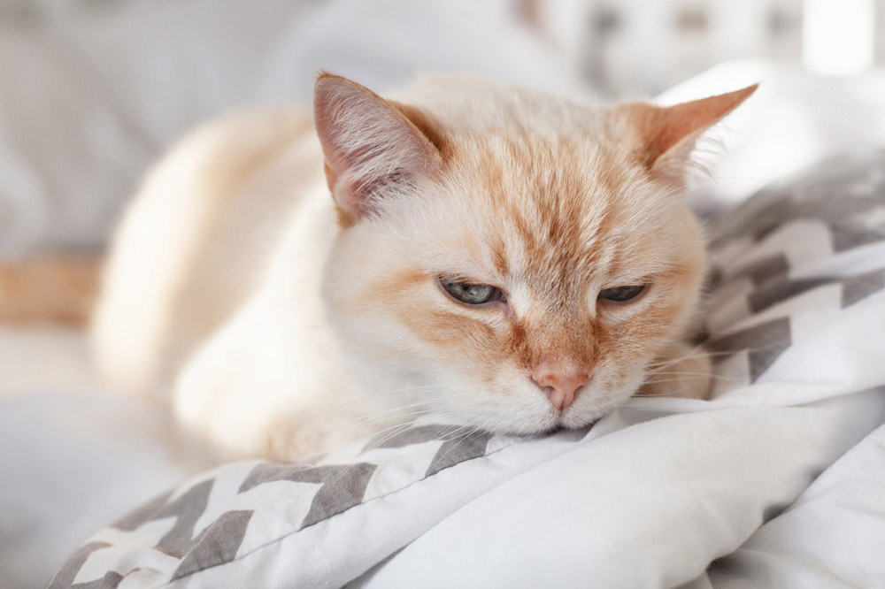 tired or sick cat lying on bed