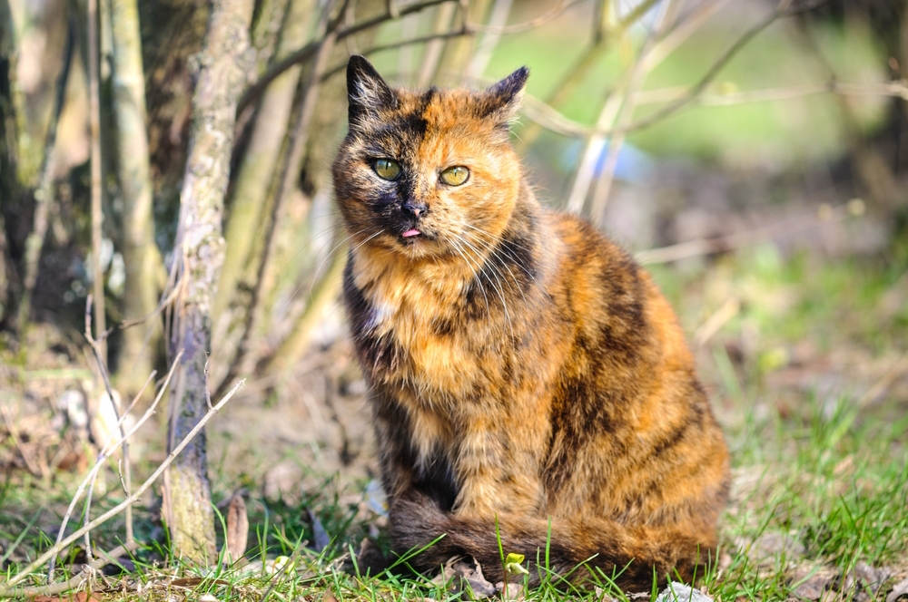 tortoiseshell-cat-on-a-background-of-nature