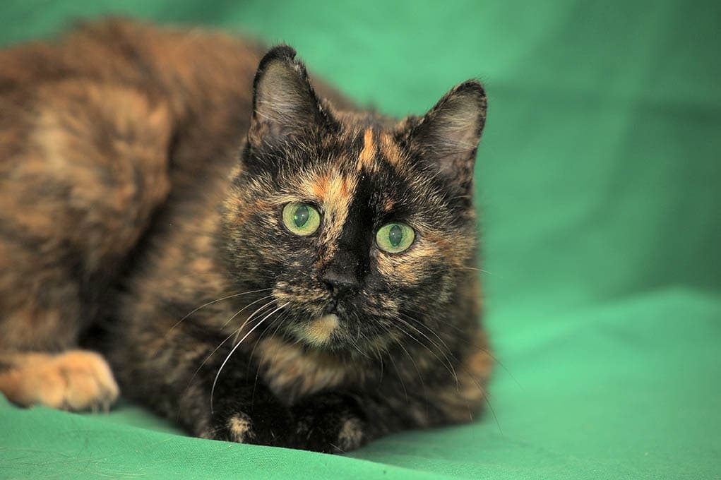 tortoishell american shorthair