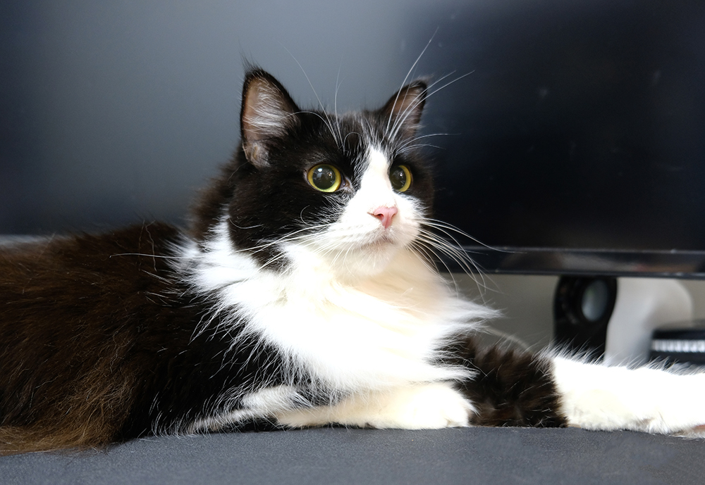 tuxedo ragamuffin cat on the table