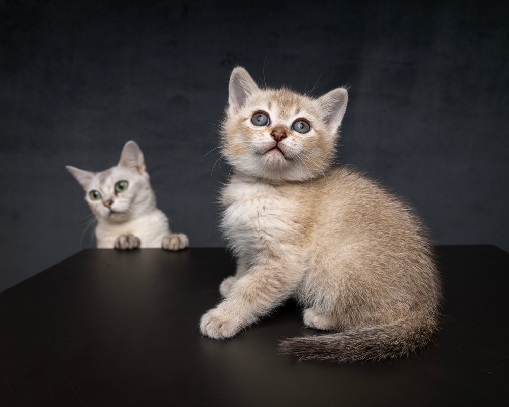 two Burmilla cats on dark background