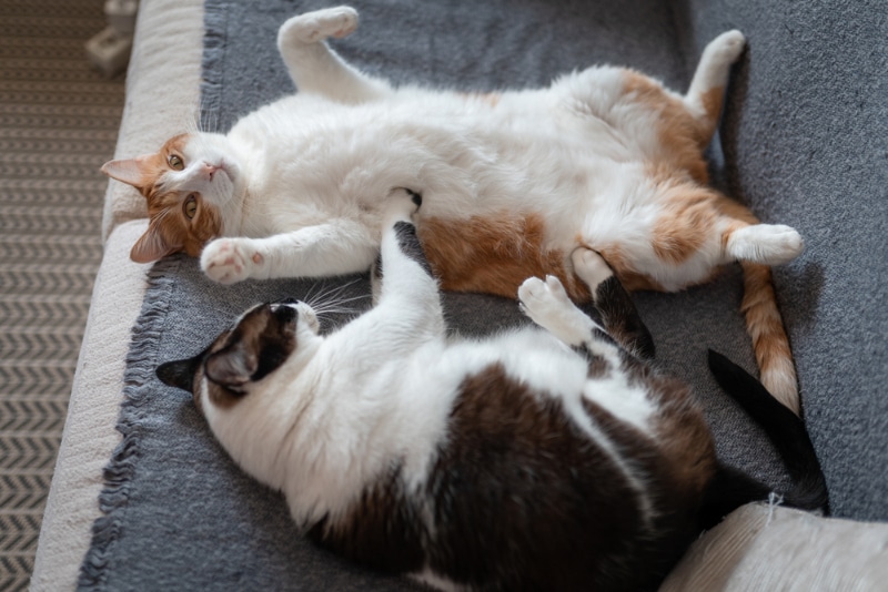 two domestic cats sleep together on the sofa