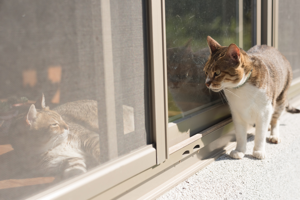 Two tabby cats on opposite sides of the door