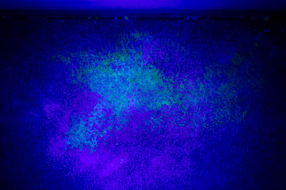 urine spot on the carpet as seen using UV light