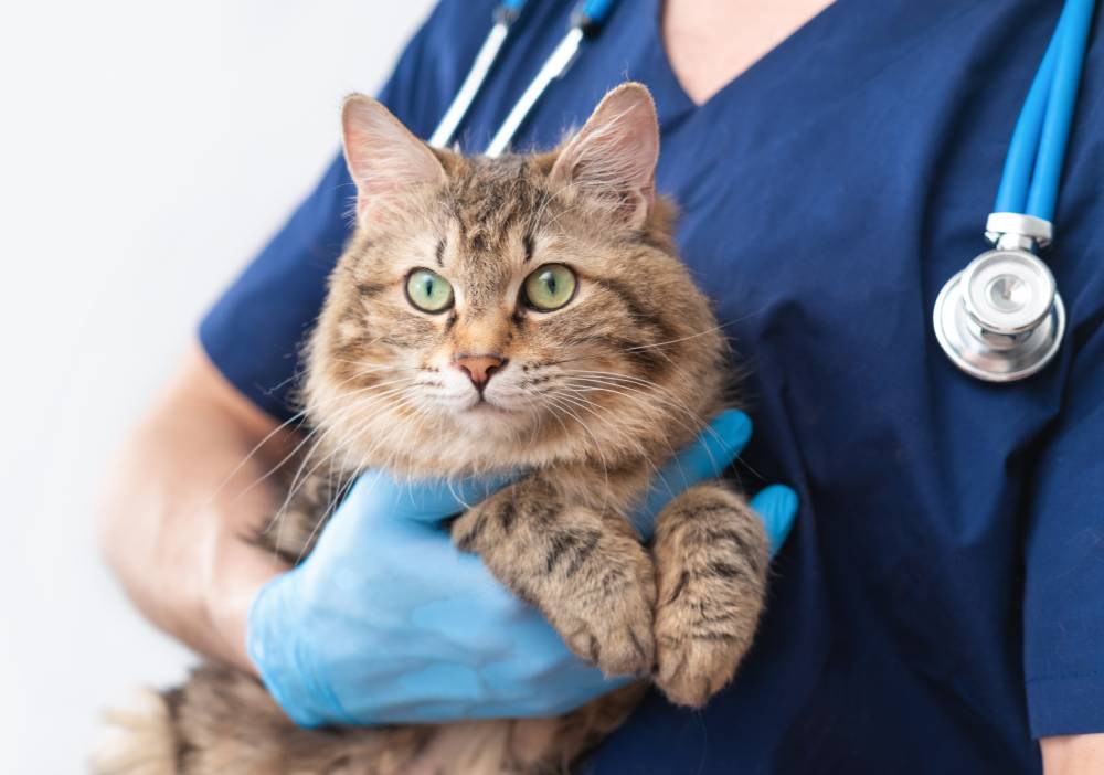 vet holding a cat