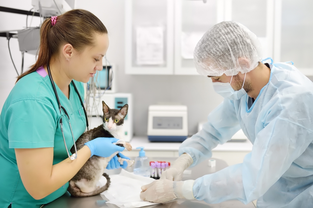 Veterinarian doctors take a blood for test of cat of the breed Cornish Rex in veterinary clinic