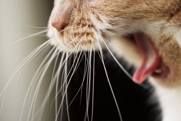 A cat with this mouth open, about to vomit.