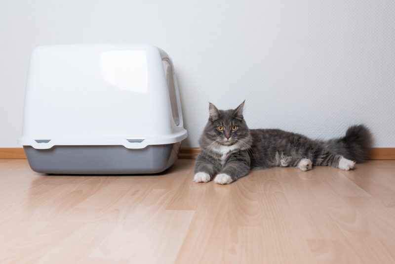 young blue tabby maine coon cat lying on wooden floor next to hooded cat litter box