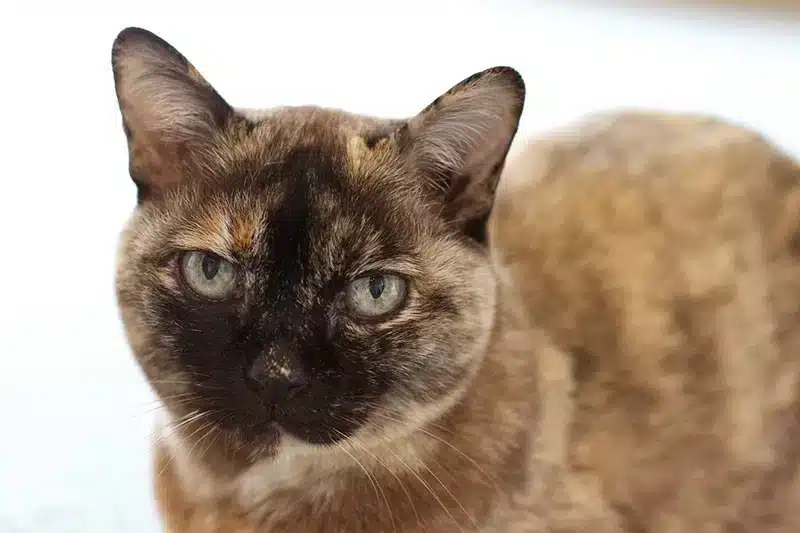 brown Tortoiseshell burmese